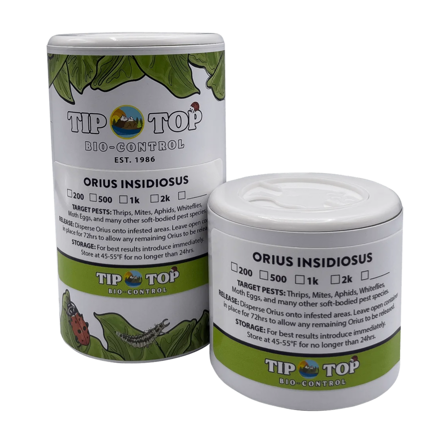 Orius insidiosus - Blessings Grow Meadows -