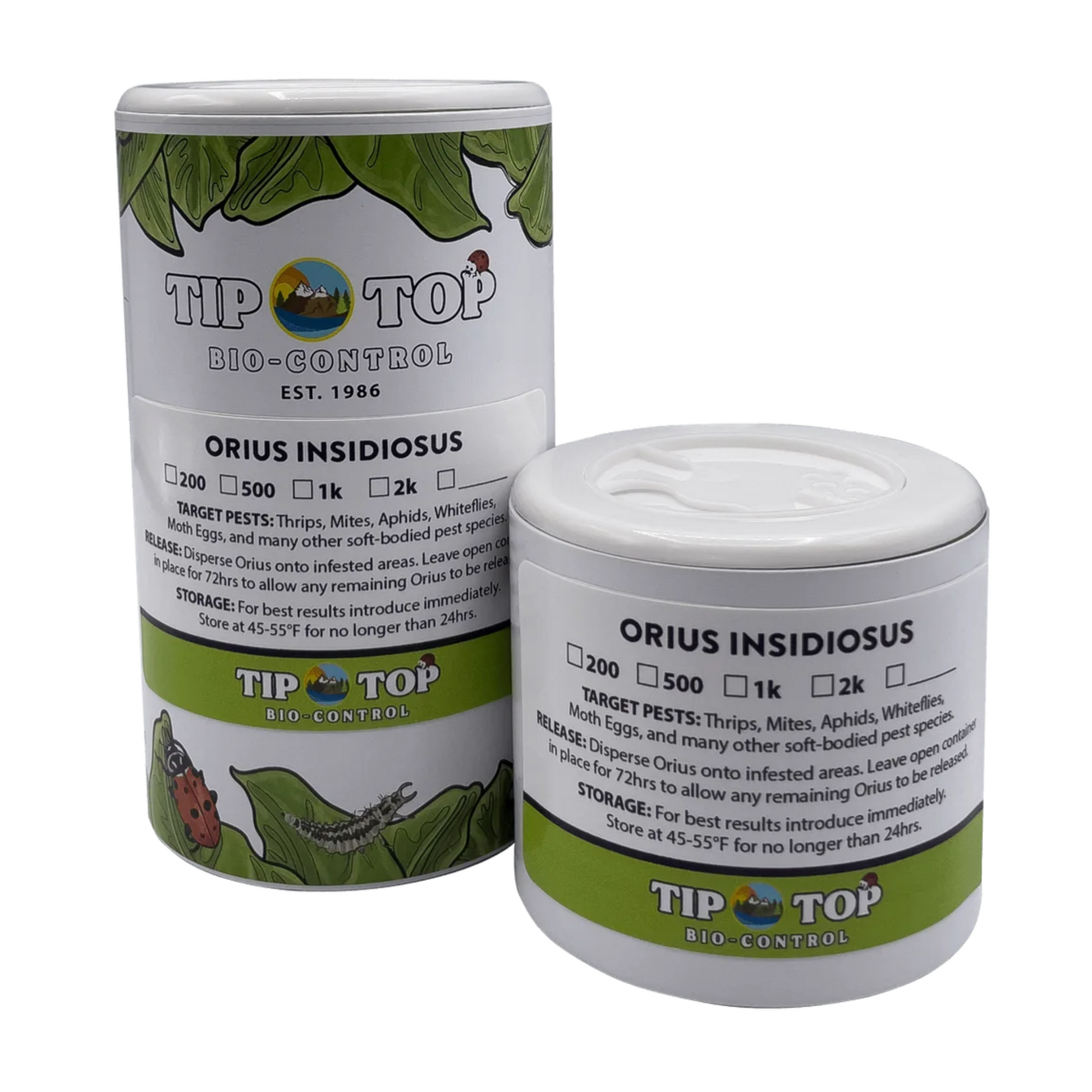 Orius insidiosus - Blessings Grow Meadows -