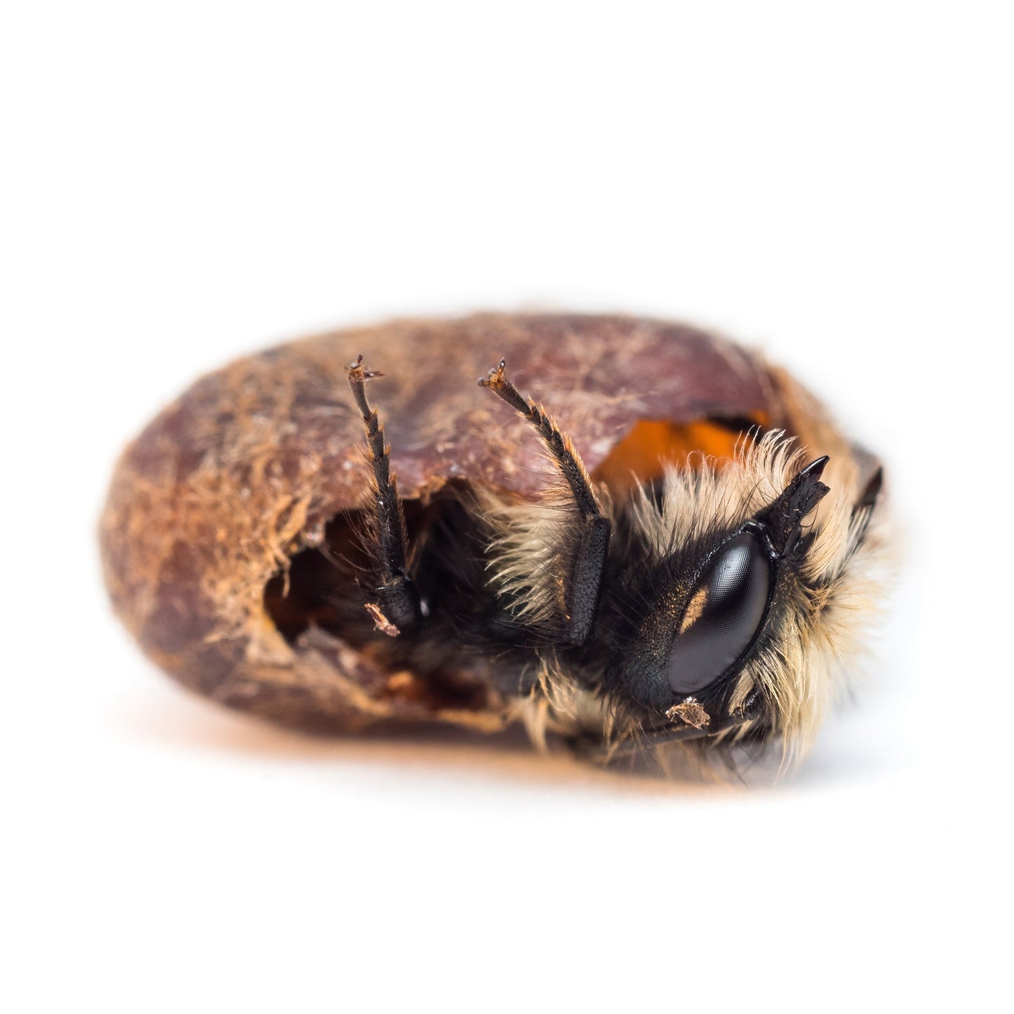 Buy Mason Bees | 40+ OBA Certified Cocoons with Free 2 Day Shipping - Blessings Grow Meadows