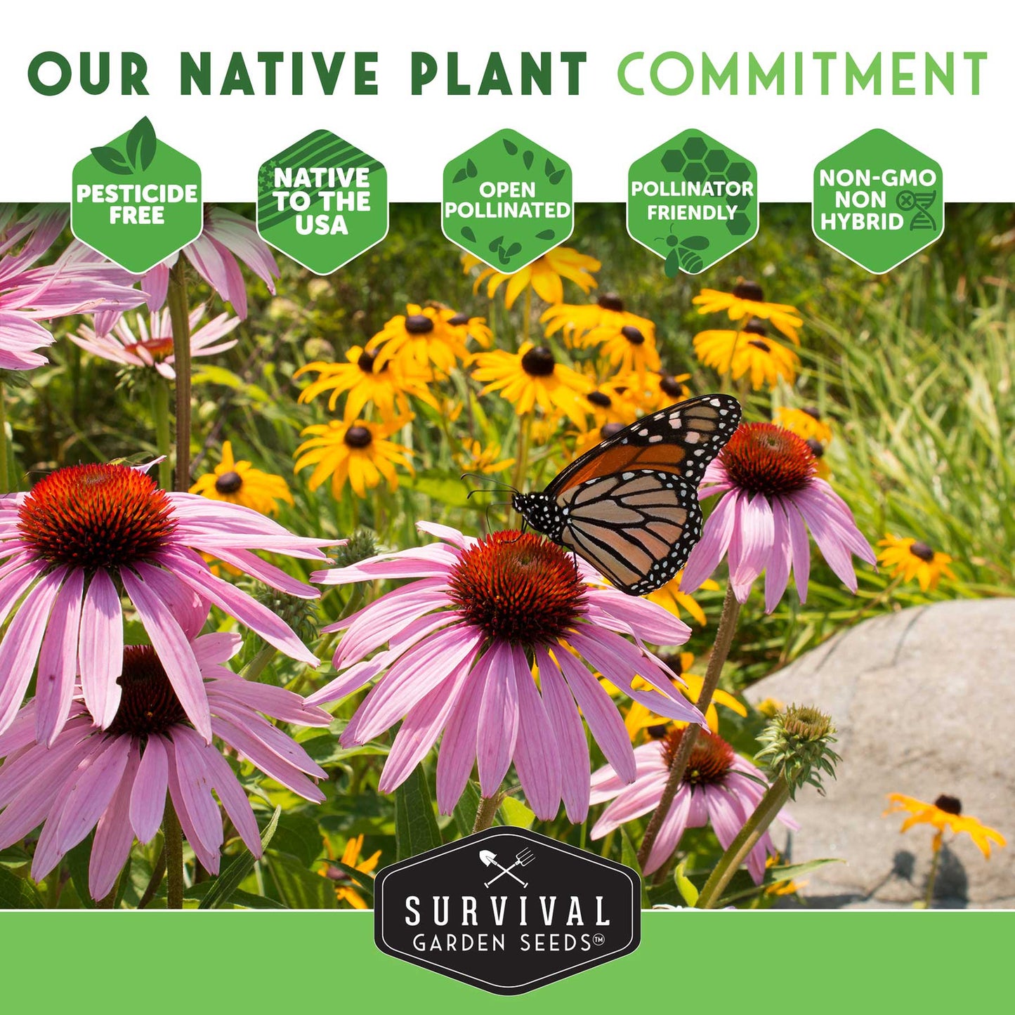 Native Habitat Seed Collection – 24 Native Wildflowers & Grasses for Pollinators, Meadows & Low-Maintenance Landscapes - SurvivalGardenSeeds ~ Blessings Grow Meadows