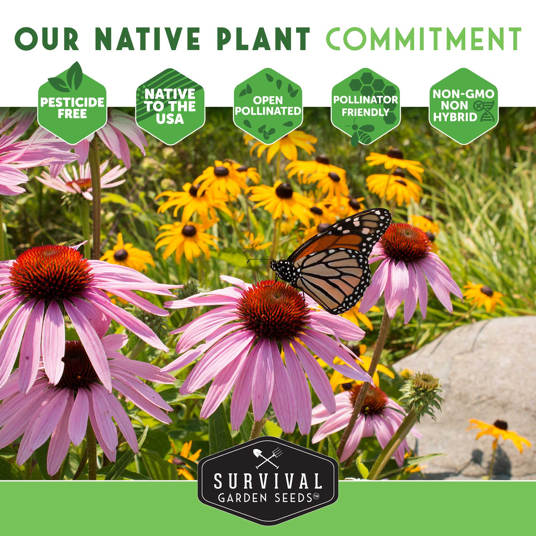 Native Habitat Seed Collection – 24 Native Wildflowers & Grasses for Pollinators, Meadows & Low-Maintenance Landscapes - SurvivalGardenSeeds ~ Blessings Grow Meadows