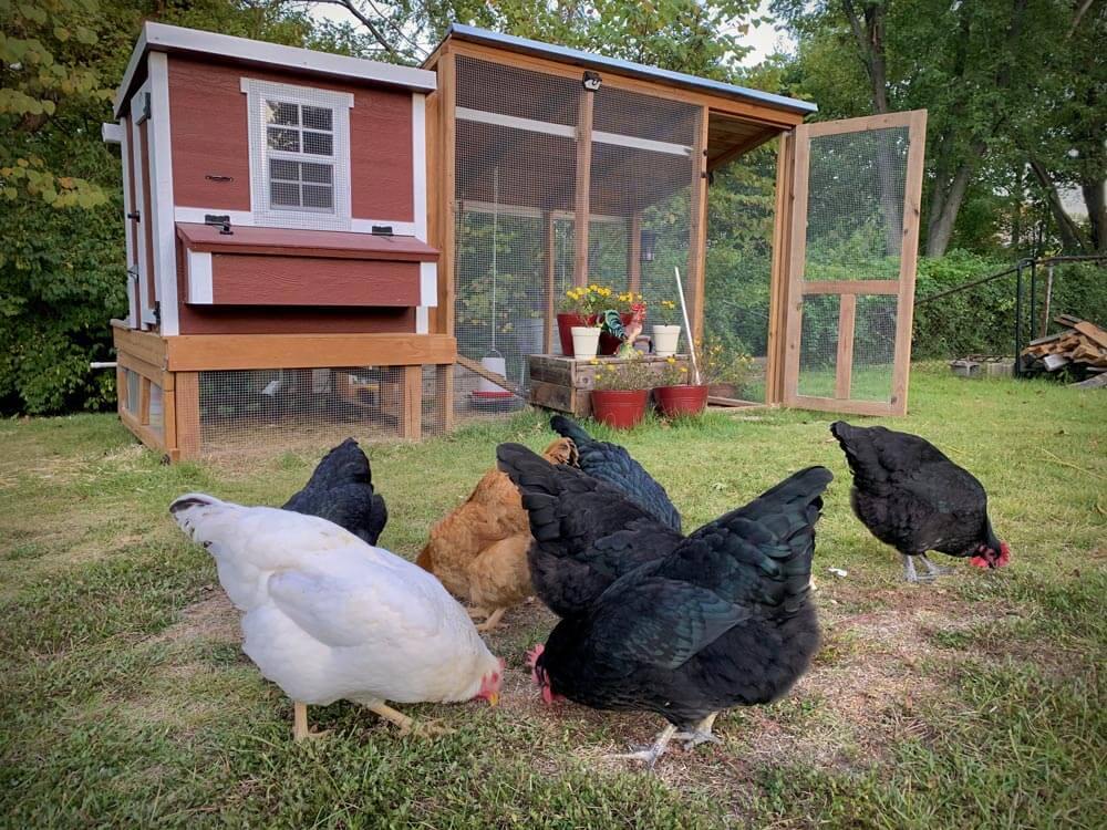 Medium Chicken Coop - Up to 10 Chickens - OverEZ Chicken Coop ~ Blessings Grow Meadows