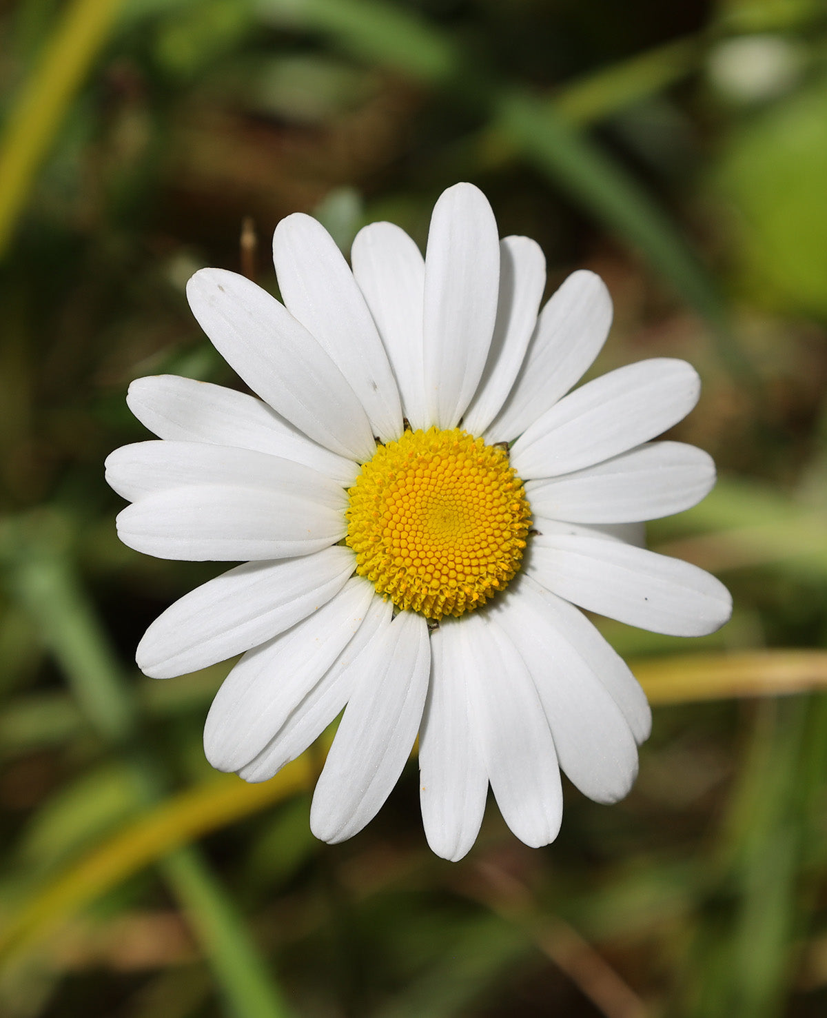 Oxeye Daisy - 5 Root Divisions