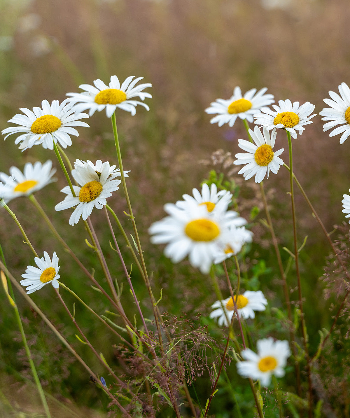 Oxeye Daisy - 5 Root Divisions