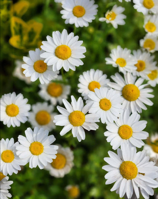 Oxeye Daisy wildflowers with five root divisions, showing vibrant white petals and yellow centers, from BloomingBulb.
