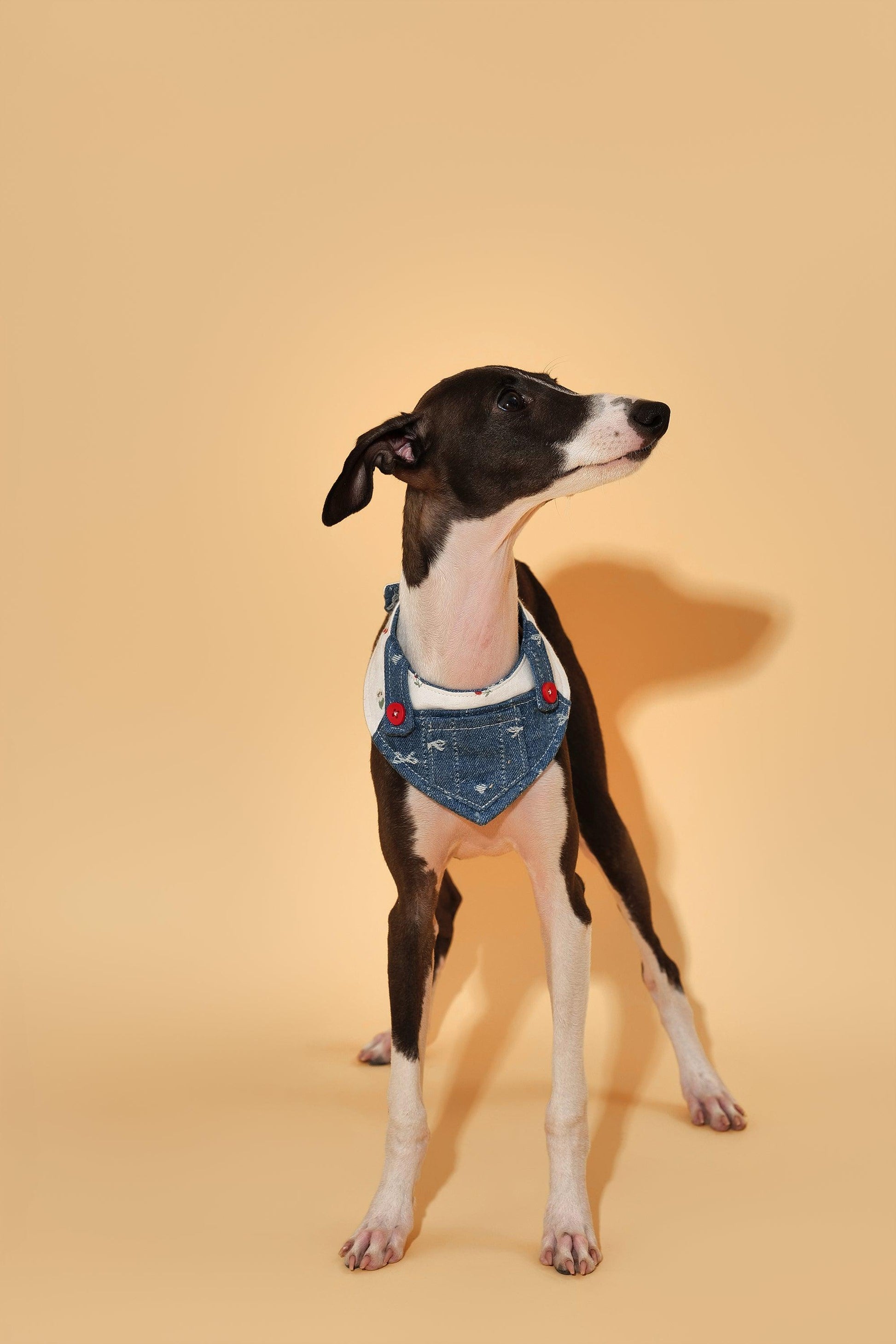 Reversible Denim Cherry Overalls Pet Bandana - BarkBarkBaby ~ Blessings Grow Meadows