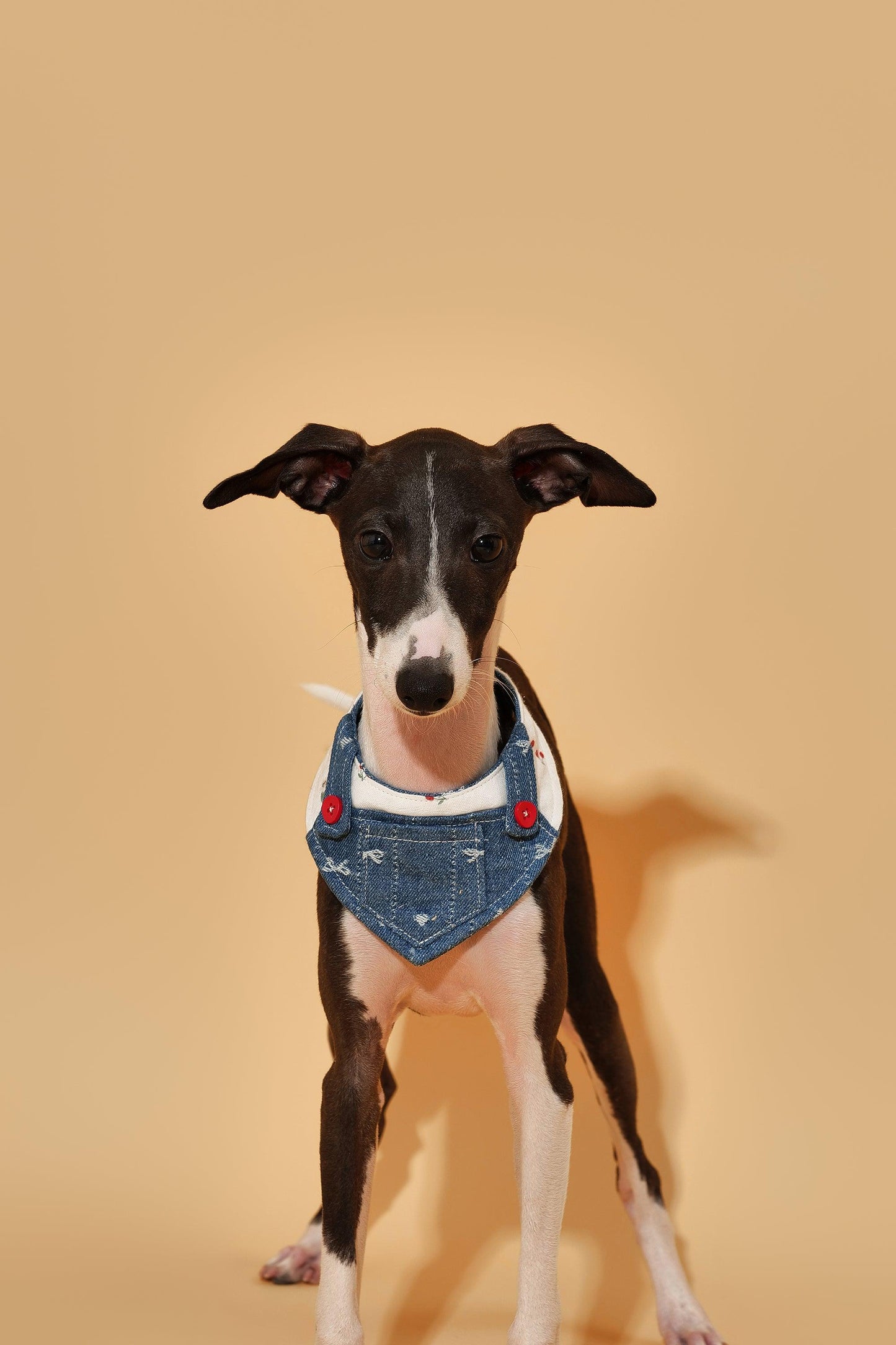 Reversible Denim Cherry Overalls Pet Bandana - BarkBarkBaby ~ Blessings Grow Meadows