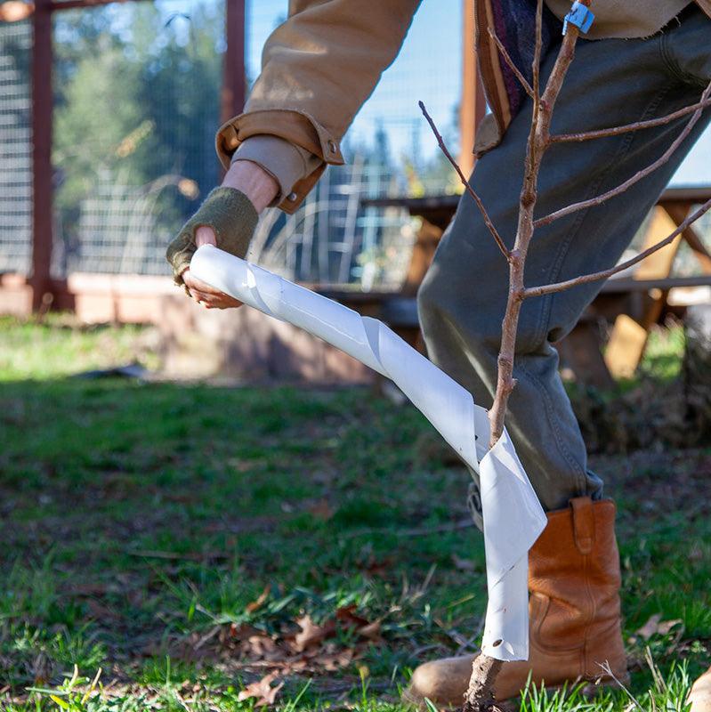 Spiral Tree Guards - 24" (Pack of 5) - Blessings Grow Meadows