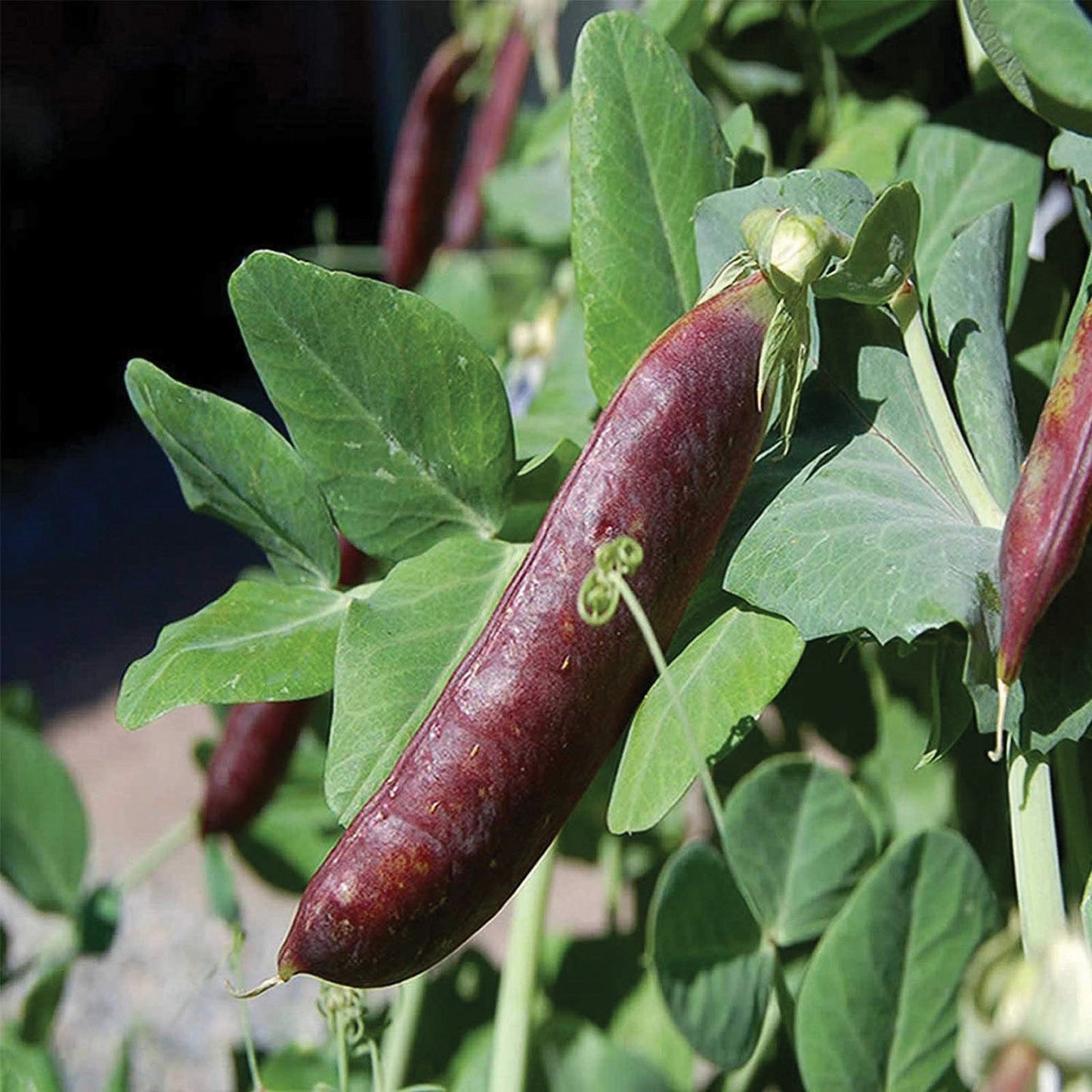 Blue Shelling / Snow Pea - Blessings Grow Meadows