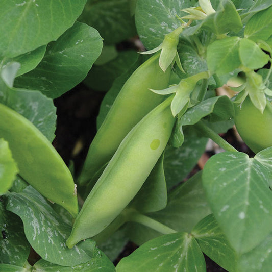 Tom Thumb Dwarf Pea - Blessings Grow Meadows