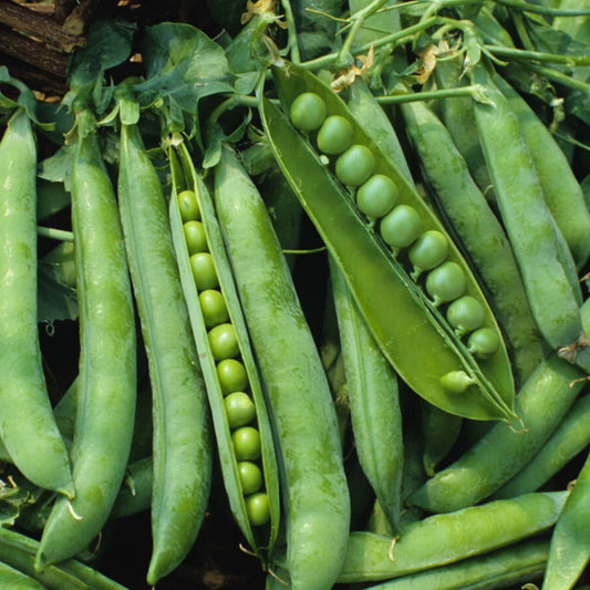 Green Arrow Pea - Blessings Grow Meadows