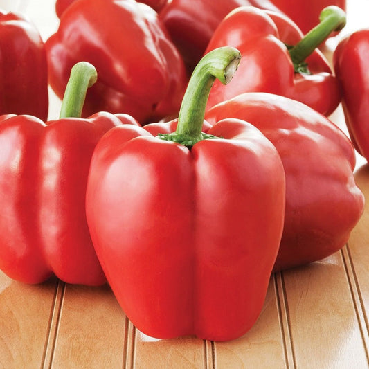 Big Red Bell Pepper - Blessings Grow Meadows