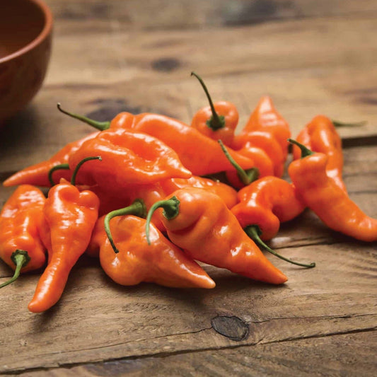 Habanada Pepper - Blessings Grow Meadows