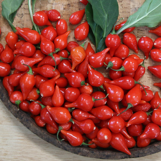 Biquinho Red Pepper - Blessings Grow Meadows