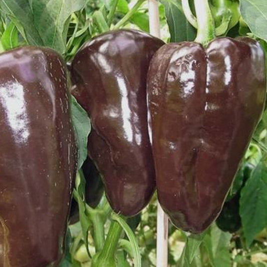 Mulato Isleno Pepper - Blessings Grow Meadows