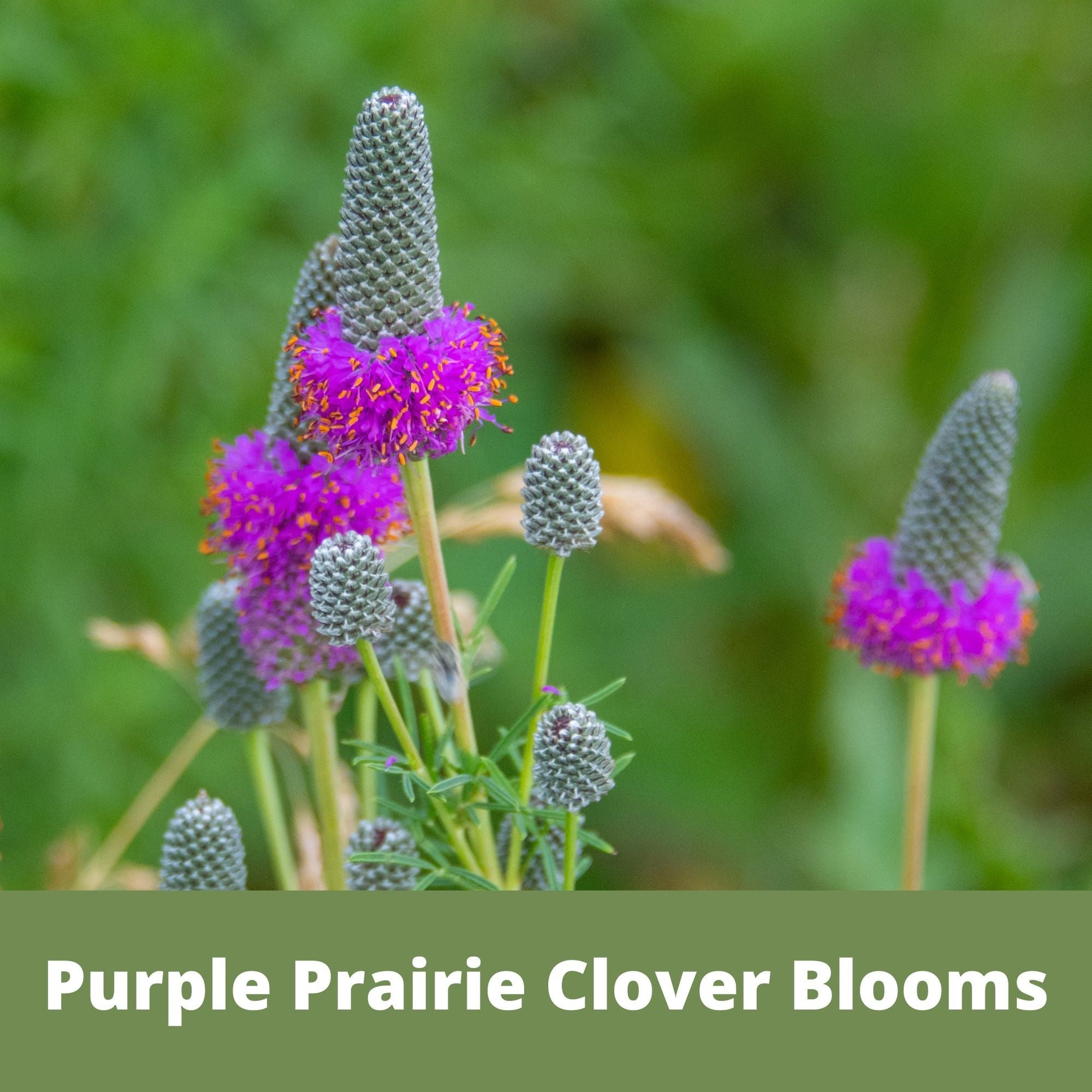 Purple Prairie Clover Seed - Blessings Grow Meadows