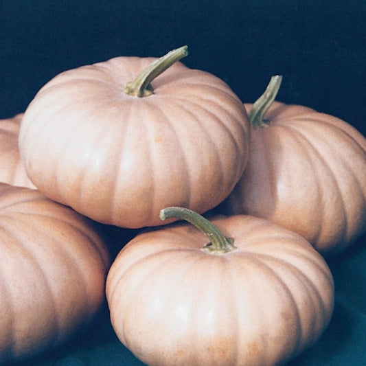 Long Island Cheese Pumpkin - Blessings Grow Meadows