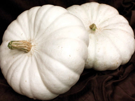 White Flat Boer Pumpkin - Blessings Grow Meadows