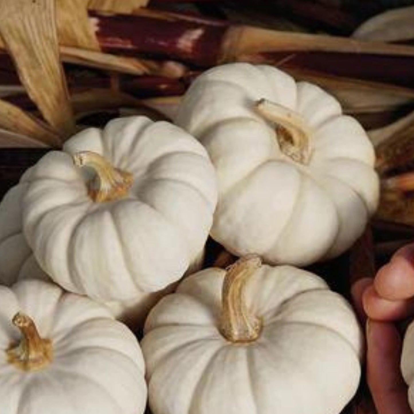 Baby Boo Pumpkin - Blessings Grow Meadows