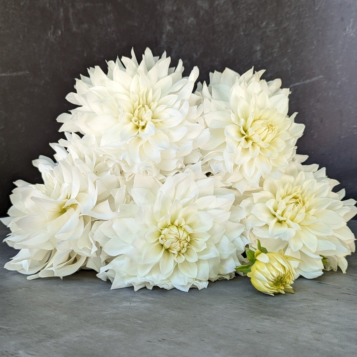Dahlia Tuber Mix-White Wedding-10 Tubers