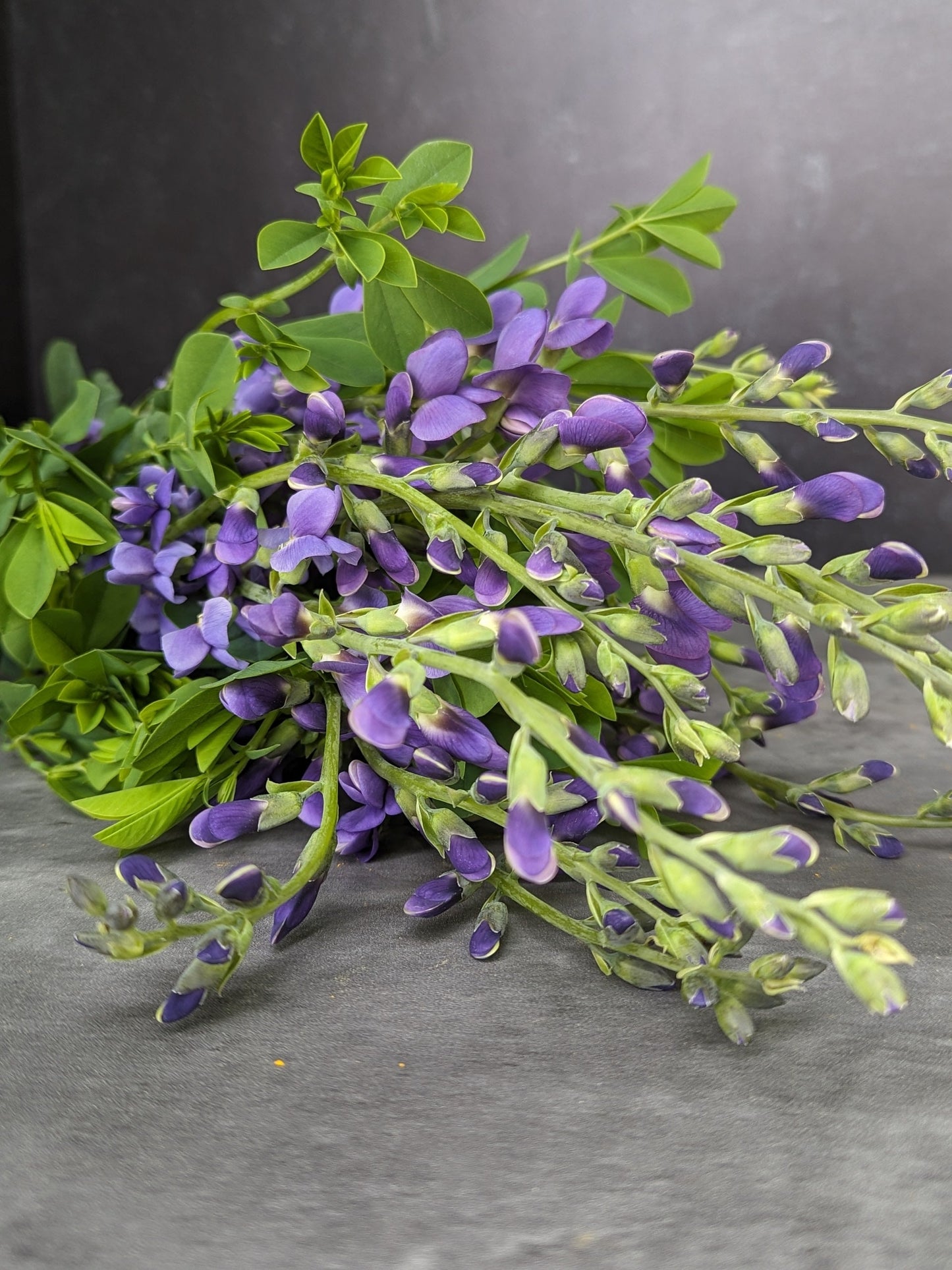 Baptisia False Indigo-Bareroot Plant