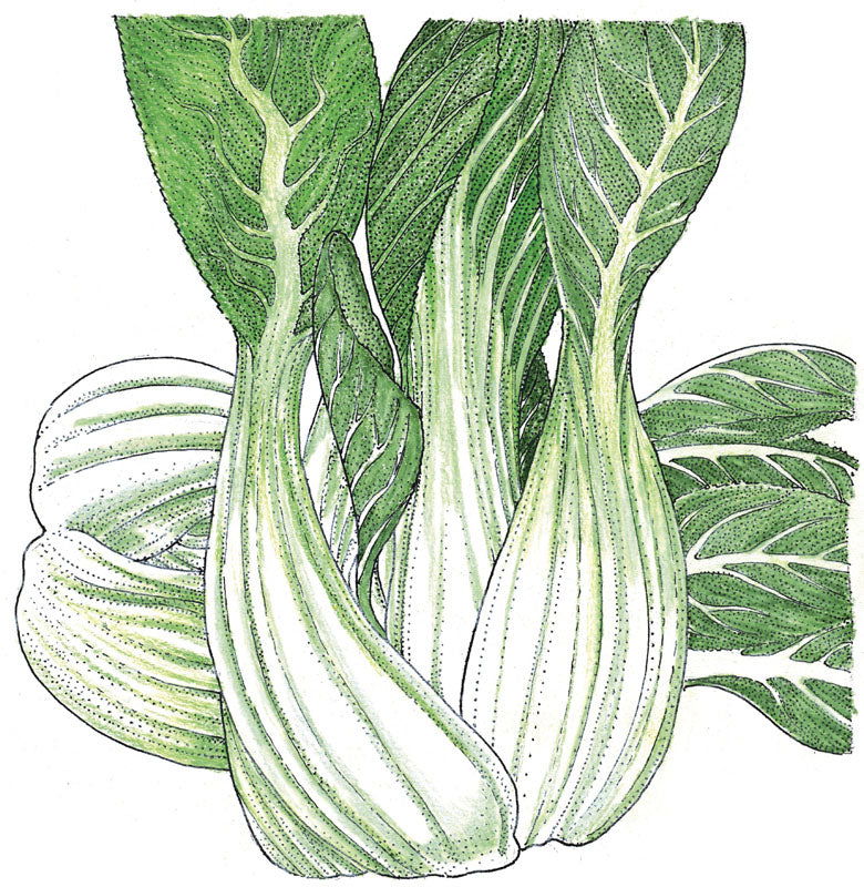 Pak Choi Greens Seeds (Organic) - Blessings Grow Meadows