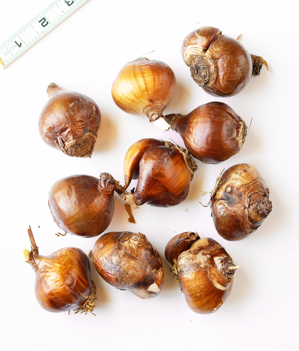 Ziva Paperwhites - 10 bulbs