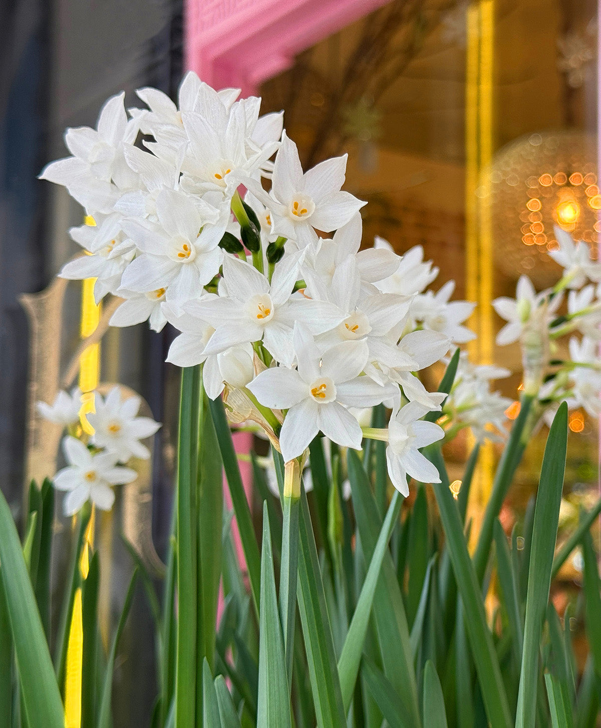 Ziva Paperwhites - 10 bulbs