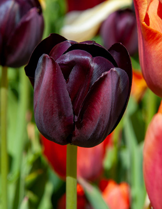 Bright yellow Paul Scherer Triumph tulips in bloom, showcasing their vibrant petals and lush green stems.