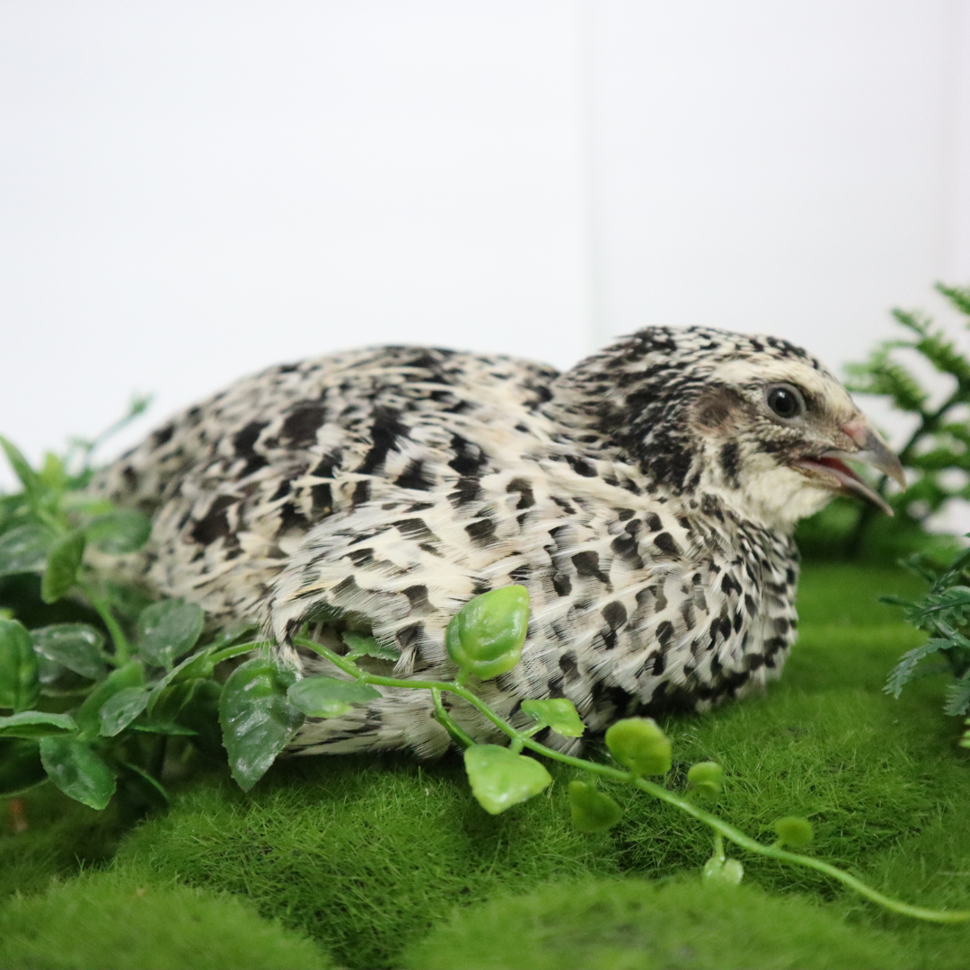 Fertile Pearl Pansy Quail Hatching Eggs from Quailz.com, showcasing smooth, speckled shells ideal for incubation.