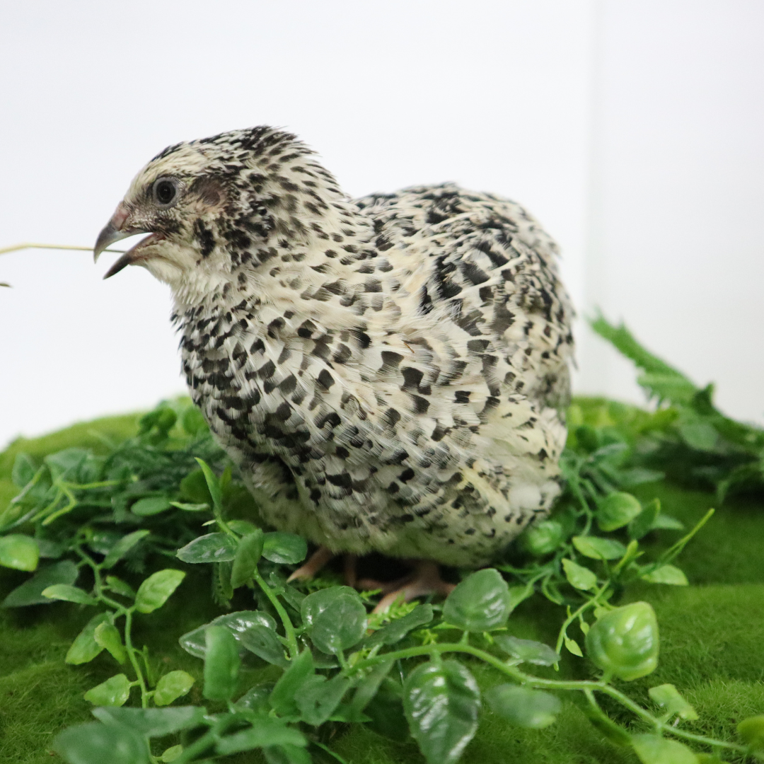 Fertile Pearl Pansy Quail Hatching Eggs from Quailz.com, showing smooth, speckled eggs for incubation and breeding.