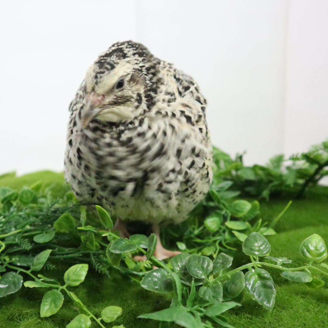 Fertile Pearl Pansy Quail Hatching Eggs from Quailz.com, showing smooth, speckled shells ideal for incubation.