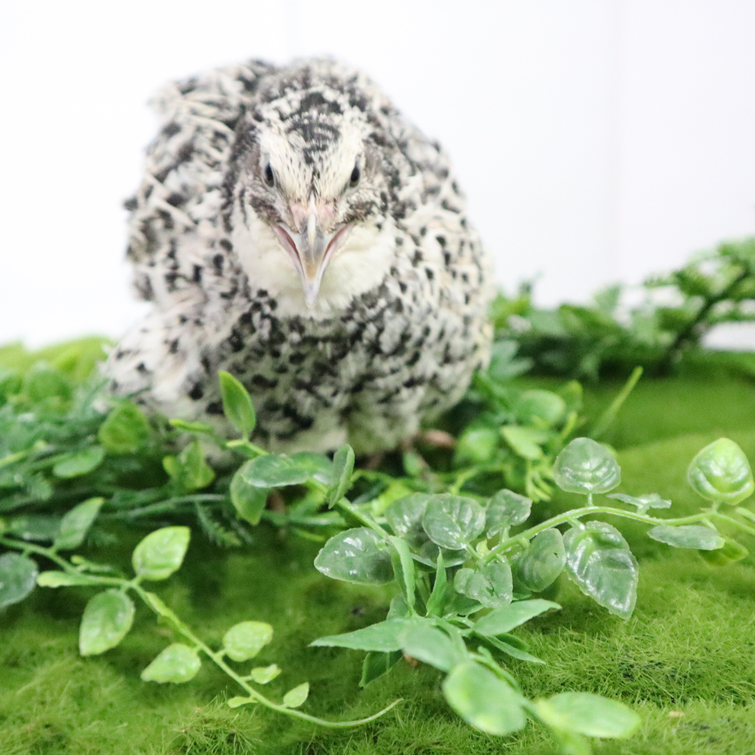 Pearl Pansy Quail Hatching Eggs from Quailz.com, fertile coturnix eggs for incubation, showing smooth, oval eggs with a pearl and pansy pattern.
