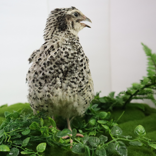 Fertile Pearl Pansy Quail hatching eggs from Quailz.com, showing smooth, patterned shells ideal for incubation.