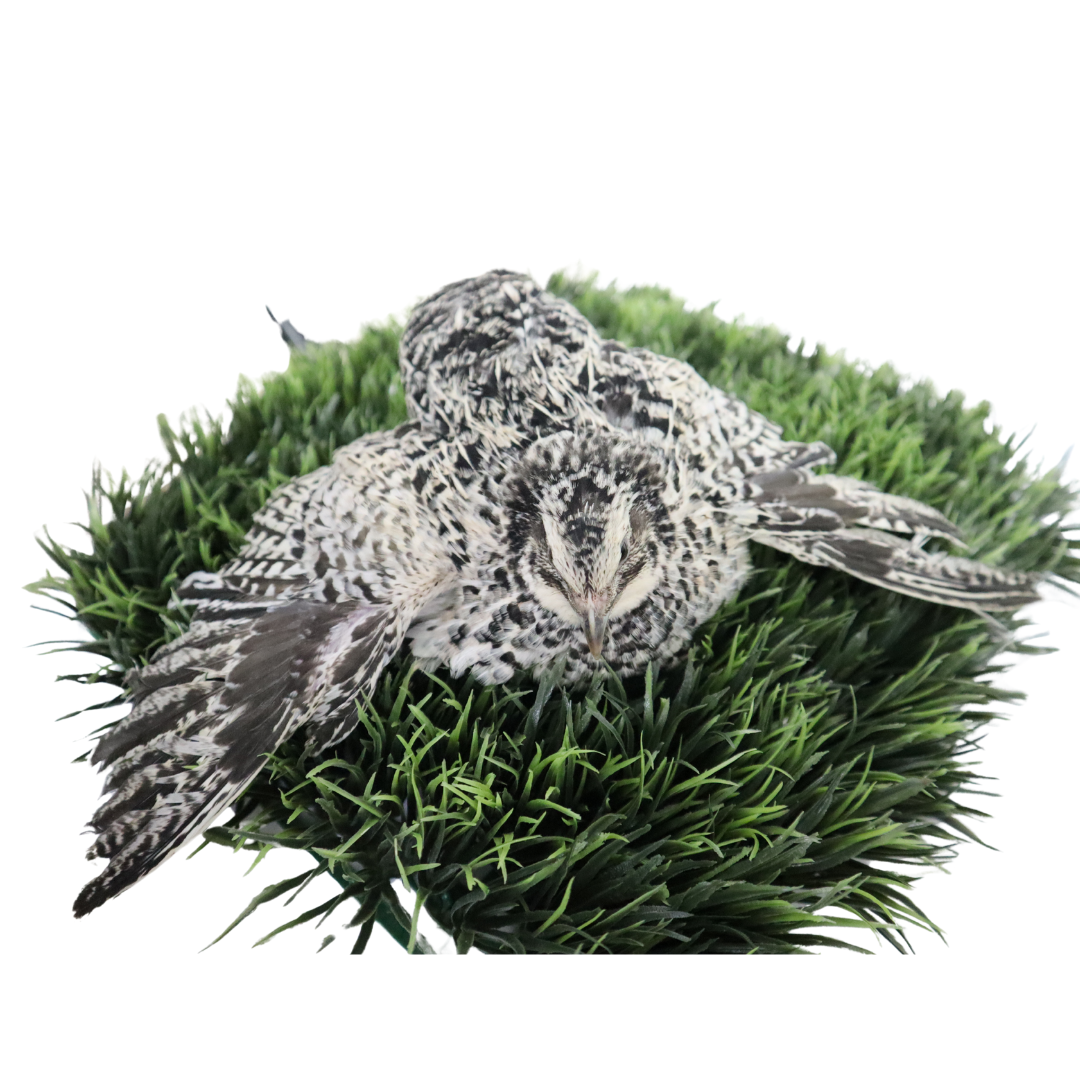 Fertile Pearl Pansy Quail Hatching Eggs from Quailz.com by Undique LLC, showing smooth, speckled eggs ideal for incubation.