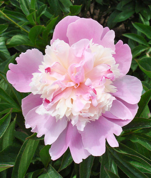 Emily Debatene peony root division from BloomingBulb featuring large, soft pink blooms and lush green foliage.