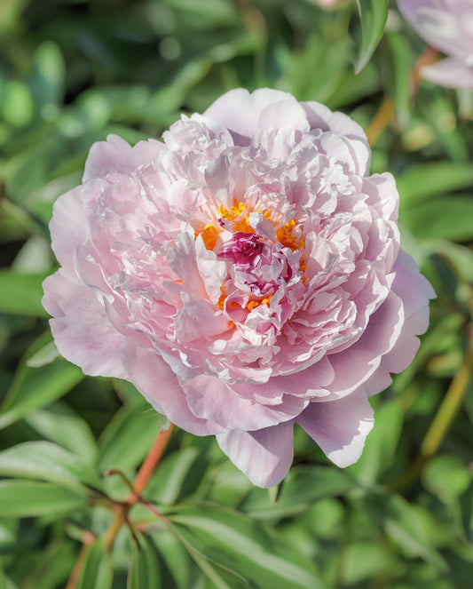 Blush Queen Peony root division from BloomingBulb, showing vibrant pink peony flower and lush green foliage.
