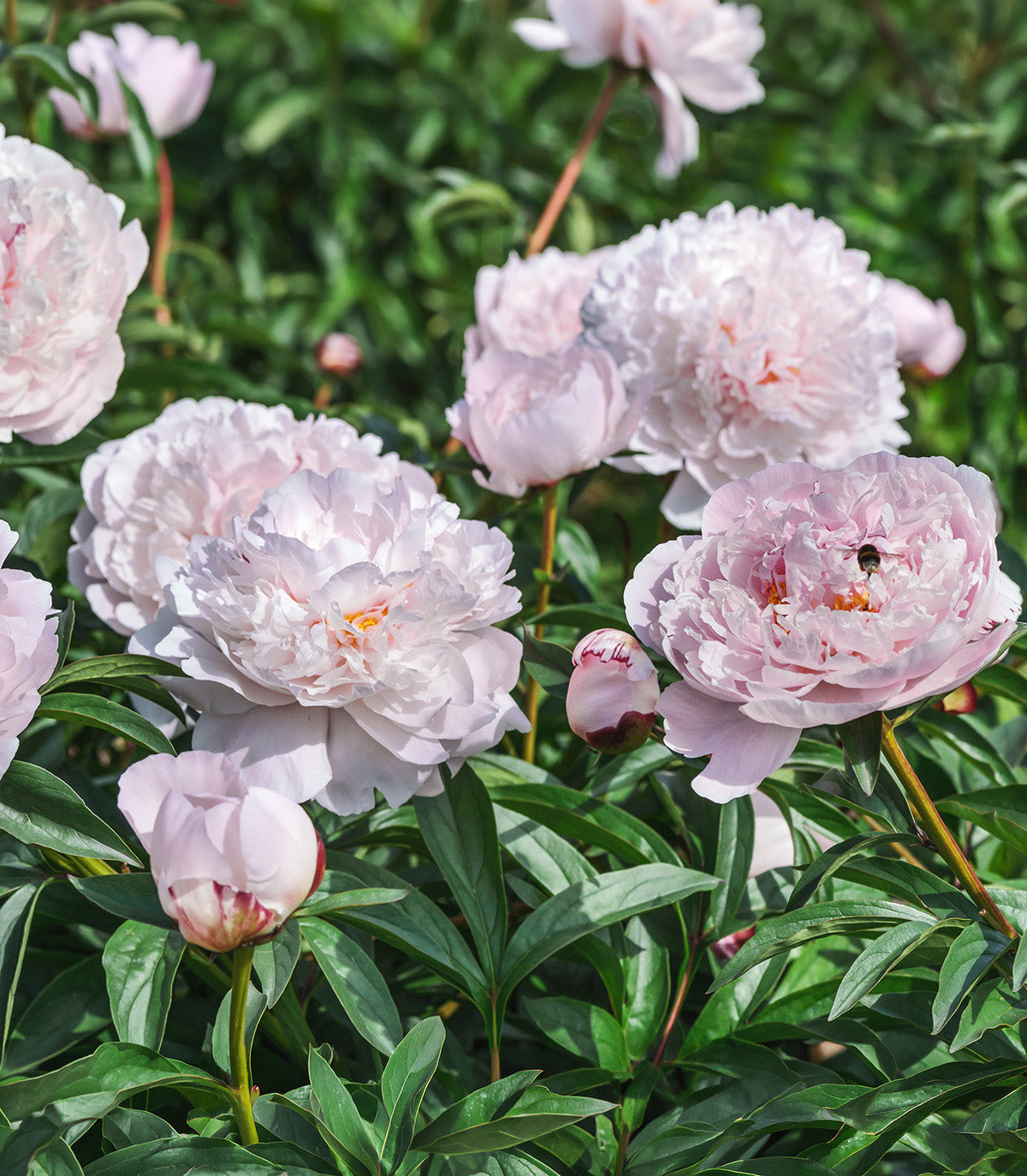 Blush Queen Peony root division from BloomingBulb, showcasing vibrant pink peony flowers and lush green foliage.