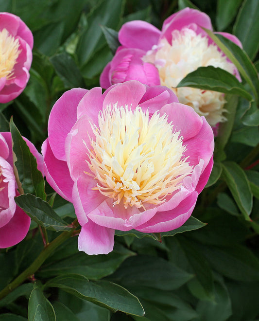 Peony Bowl of Beauty blossom with lush pink flowers and green foliage, shown in a bowl-shaped garden setting.