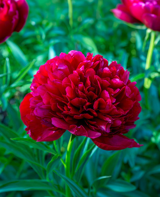 BloomingBulb Command Performance Peony root division with lush green foliage and vibrant pink blooms, ready for planting.