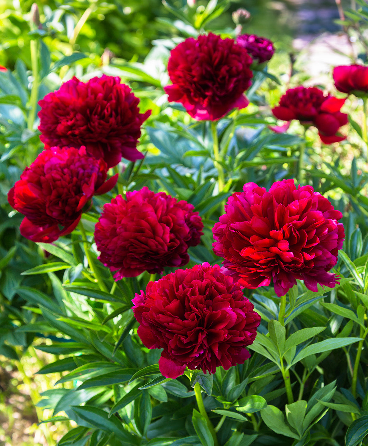 Command Performance Peony - 1 root division