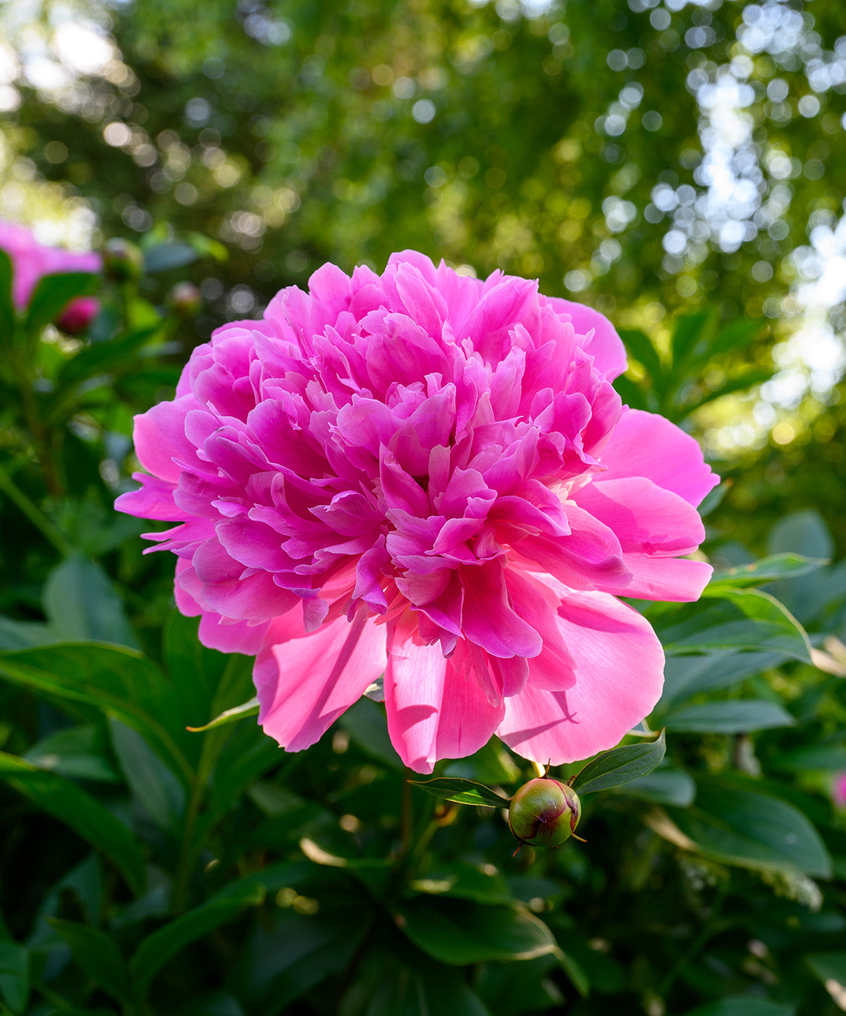 Edulis Superba Peony - 1 root division