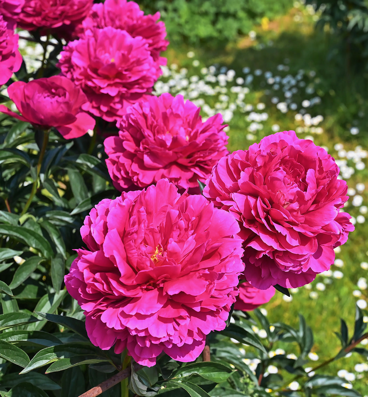Felix Crousse Peony - 1 root division