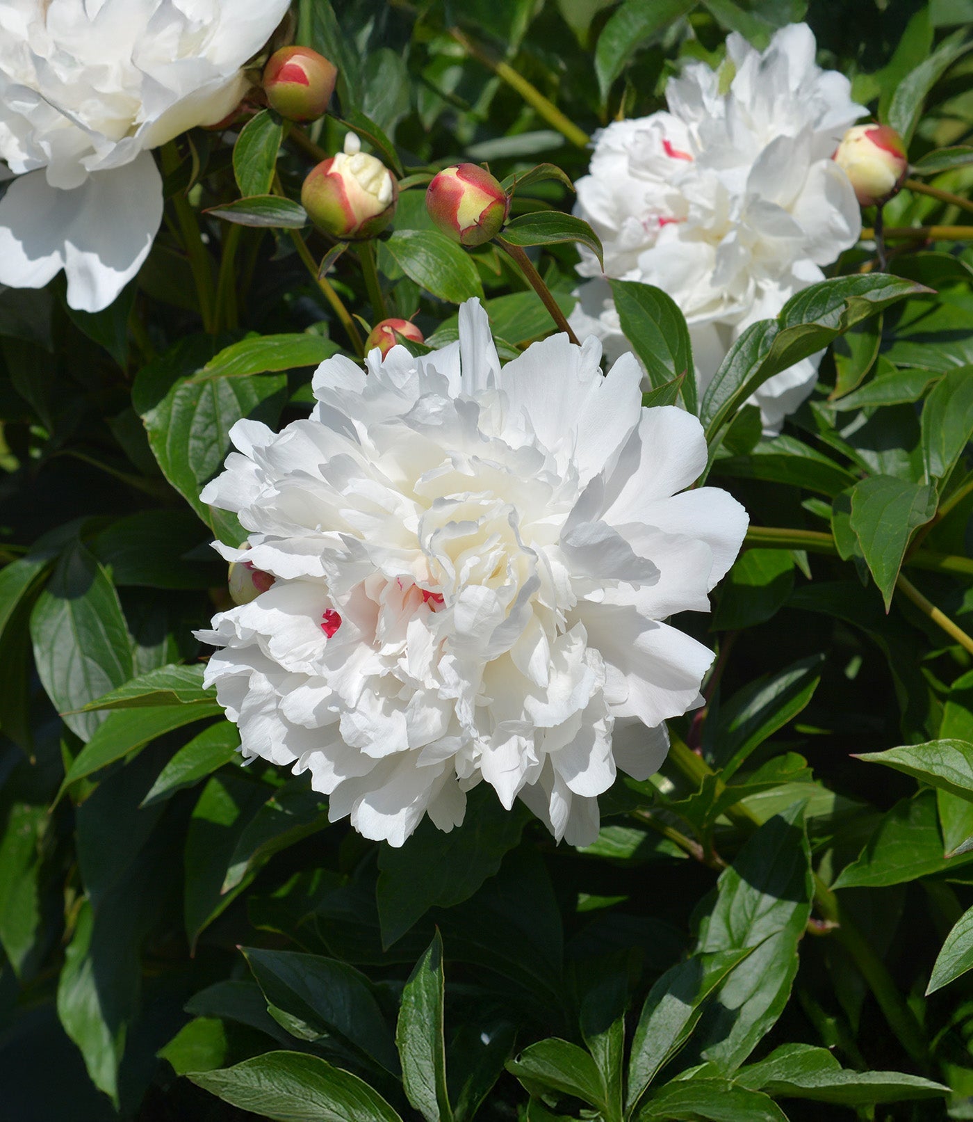 Festiva Maxima Peony - 1 root division
