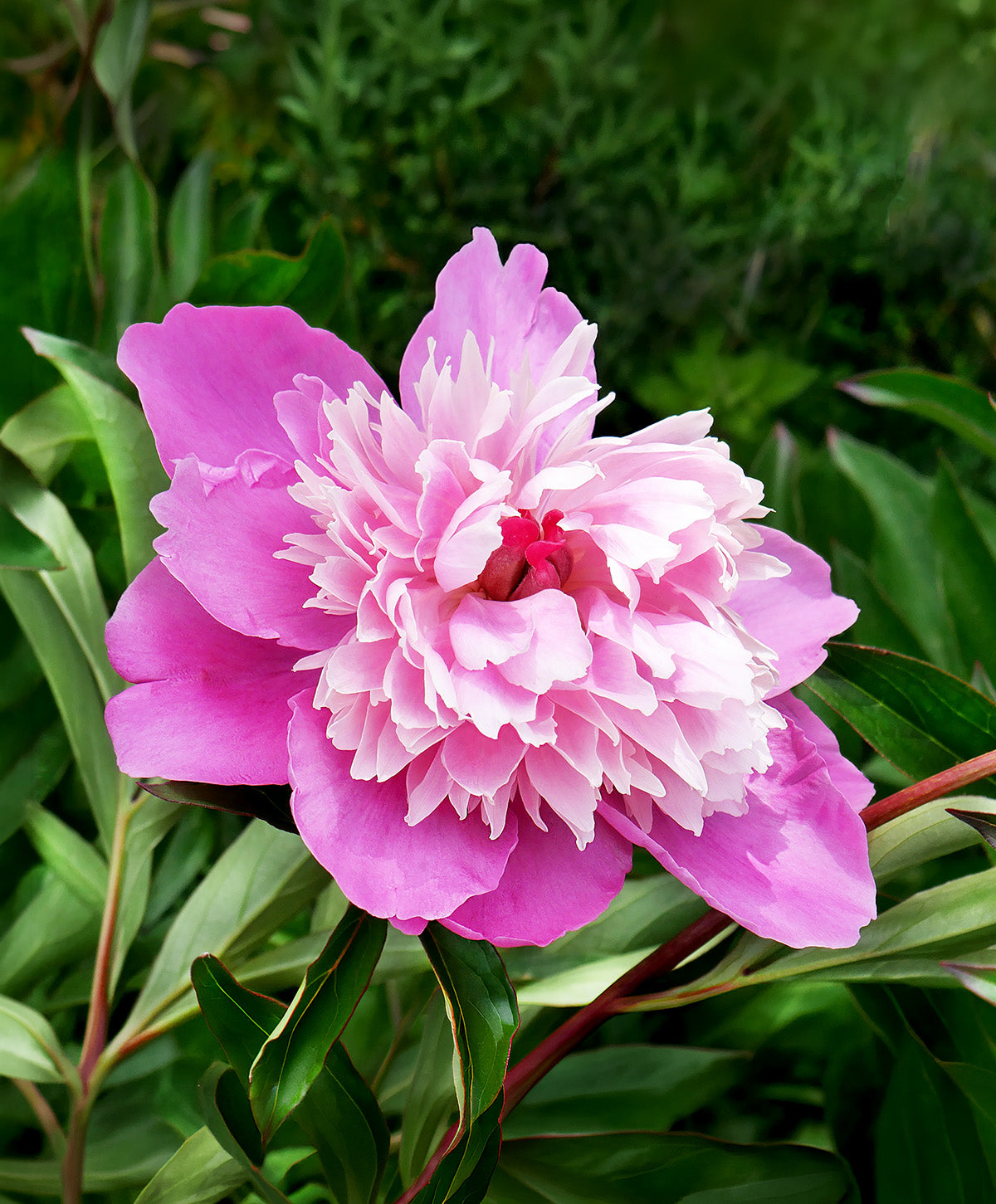 Gay Paree Peony - 1 root division