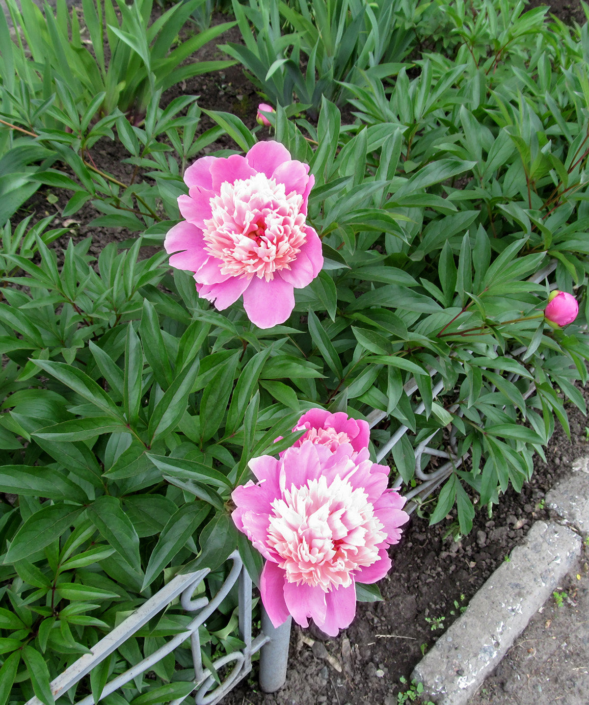 Gay Paree Peony root division from BloomingBulb, showing lush green foliage and healthy roots ready for planting.