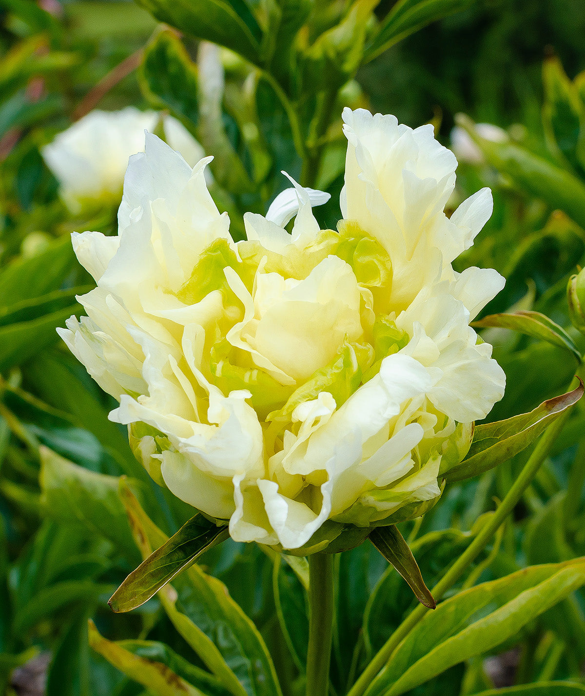 Goldmine Peony - 1 root division