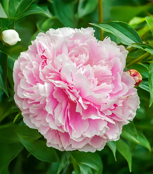 Lady Alexandra Duff peony root division by BloomingBulb, showcasing lush green foliage and healthy roots ready for planting.