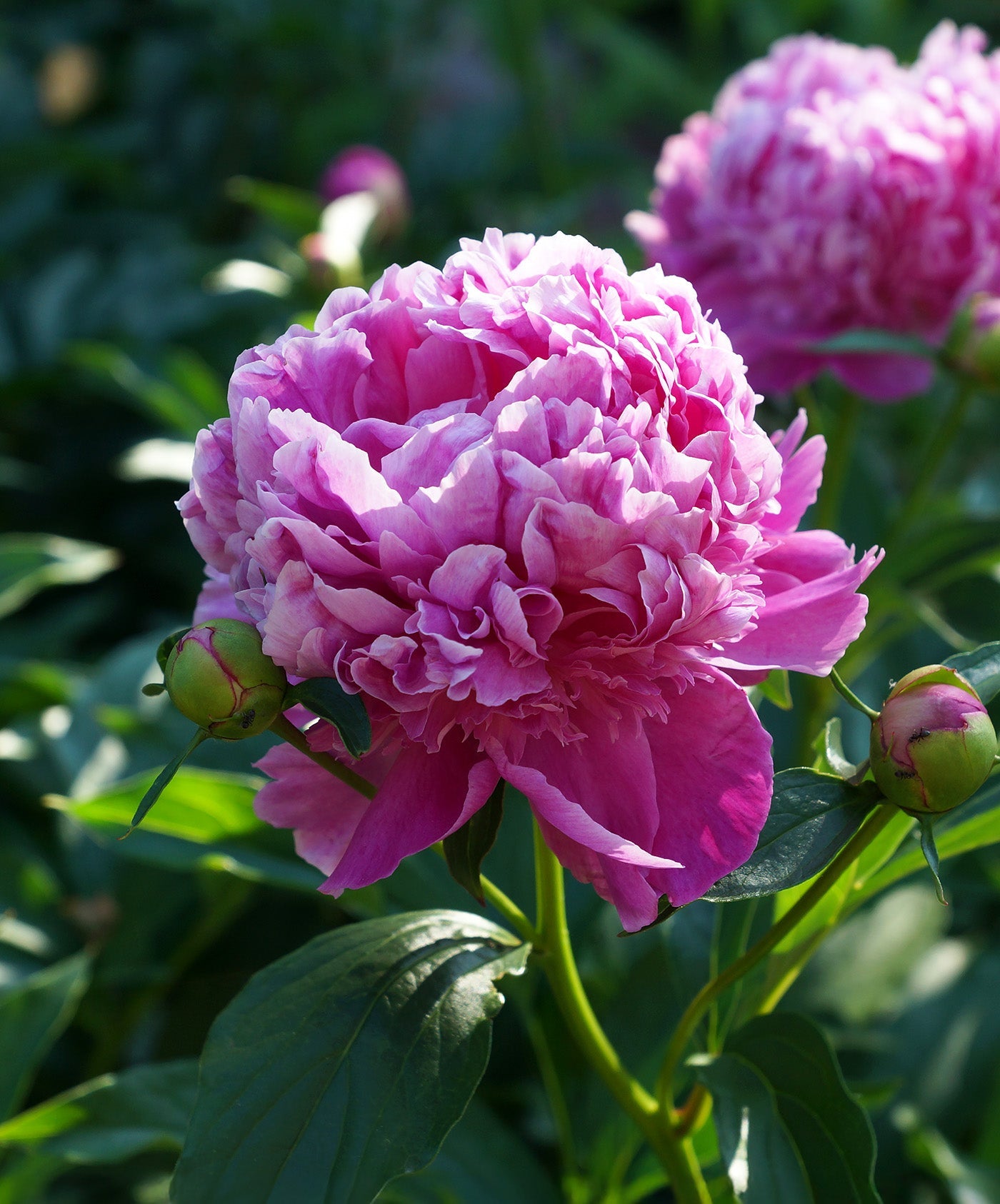 Mons. Jules Eli Peony - 1 root division