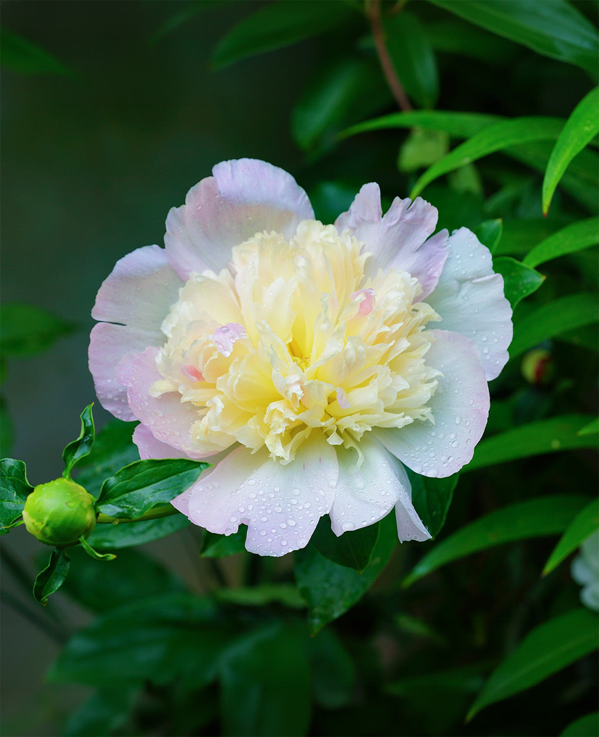 Primavere Peony from BloomingBulb with vibrant pink blossoms, shown as a root division ready for planting.